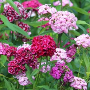 Studenternellike Mix - kologisk