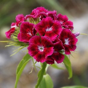 Studenternellike 'Oeschberg'