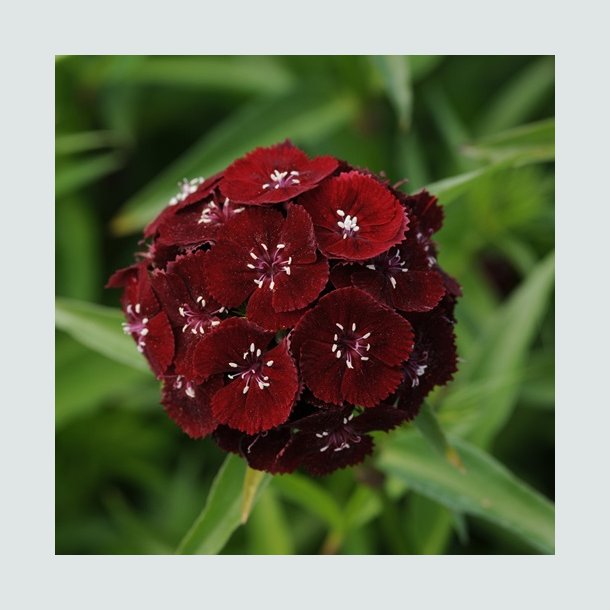 Studenternellike 'Sweet Black Cherry'