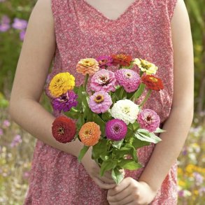 Zinnia  'Super Yoga' - XL