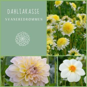 Dahliakasse SvanekeDrmmen