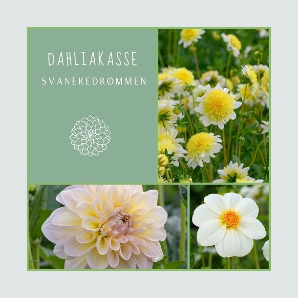 Dahliakasse SvanekeDrmmen