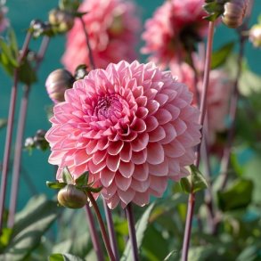 Dahlia 'Sweet Sanne '