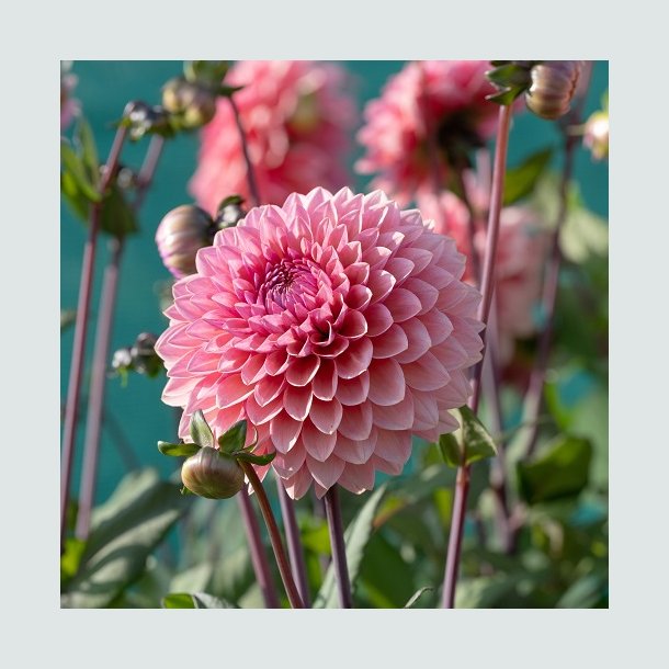 Dahlia 'Sweet Sanne '
