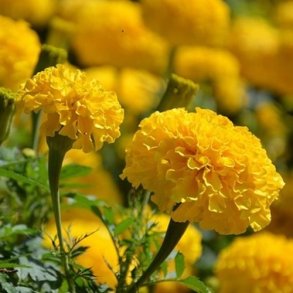 Tagetes 'Calando Lemon'