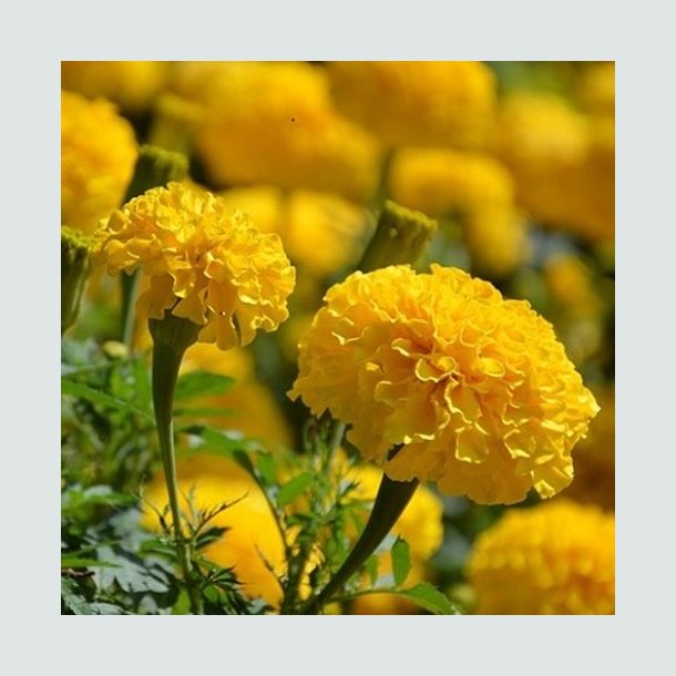 Tagetes 'Calando Lemon'