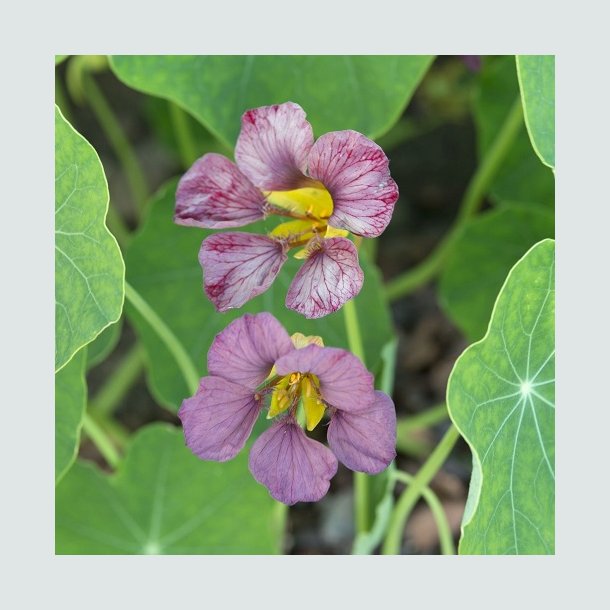 Tallerkensm�kker 'Purple Emperor'