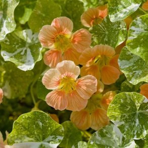 Tallerkensmkker 'Alaska Salmon'