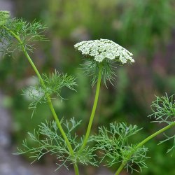 Tandstikkerurt - kologisk