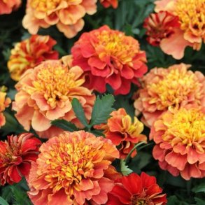 Tagetes 'Strawberry Blonde'