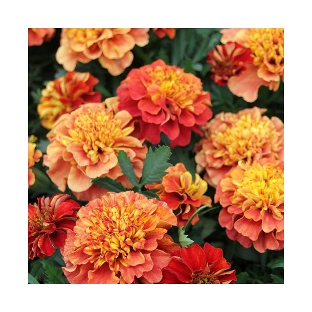 Tagetes 'Strawberry Blonde'