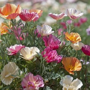 Californisk Guldvalmue Thai Silk 'Formula Mixture'