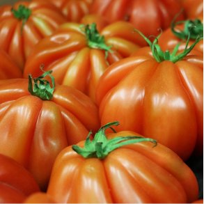 Tomat 'Red Briwar' - kologisk