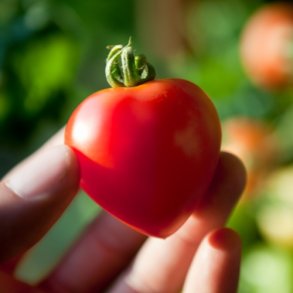 Tomat 'Cuor Di Bue' - kologisk