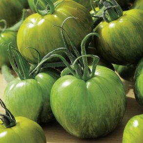 Tomat 'Green Zebra' - kologisk