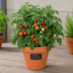 Dv�rgtomat 'Tiny Tim'