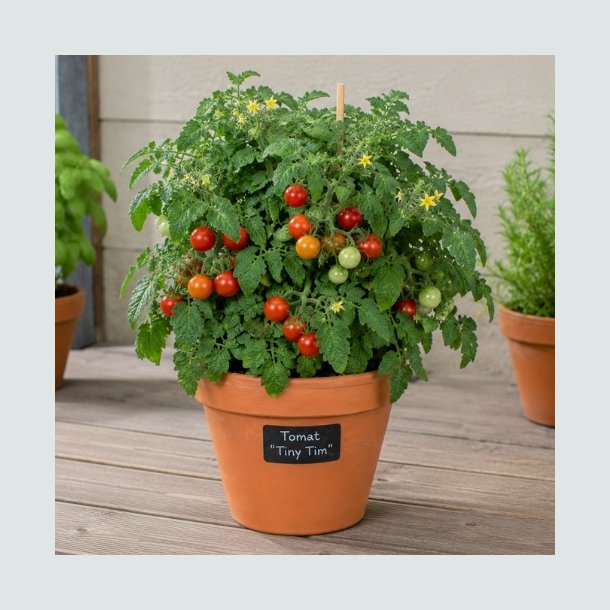 Dv�rgtomat 'Tiny Tim'