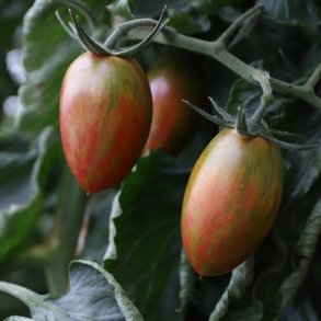 Tomat 'Artisan Lucky Tiger' - kologisk