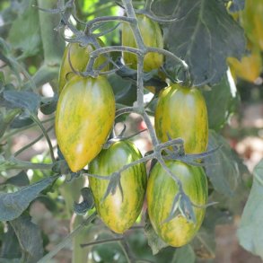 Tomat 'Artisan Green Tiger' - kologisk