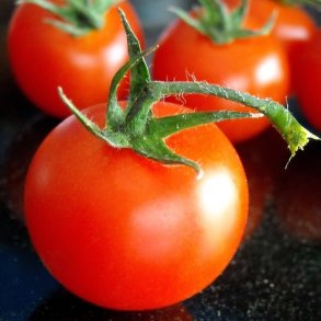 Tomat 'Berner Rose' - kologisk