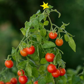 Tomat 'Sterntaler' - kologisk