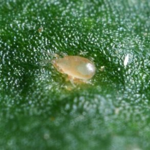 Tripsrovmider - mod trips