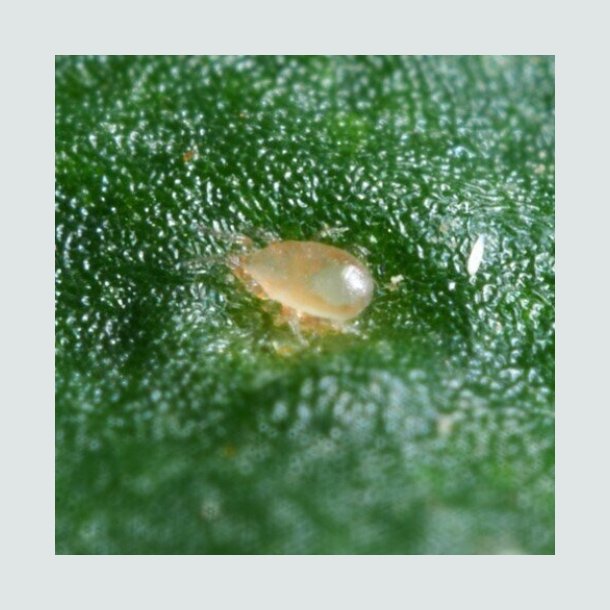 Tripsrovmider - mod trips