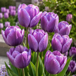 Tulipan 'Bleu Aimable'