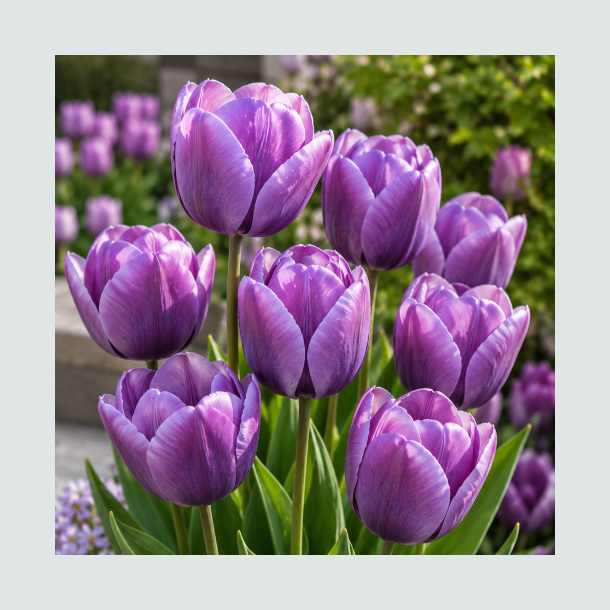 Tulipan 'Bleu Aimable'