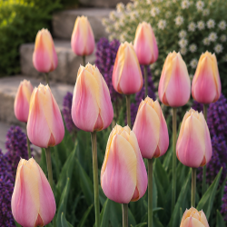 Tulipan 'Blushing Lady'