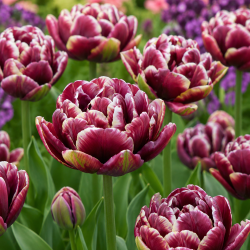 Tulipan 'Wyndham'