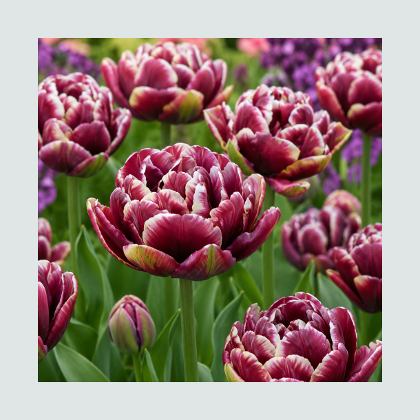 Tulipan 'Wyndham'