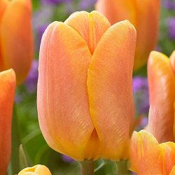 Tulipan 'Bellville'