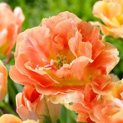 Tulipan 'Charming Beauty'