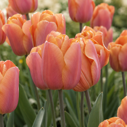 Tulipan 'Jimmy'