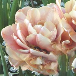 Tulipan 'La Belle Epoque'
