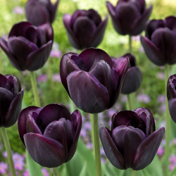 Tulipan 'Queen of Night' 
