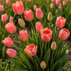 Tulipan 'Salmon Jimmy'