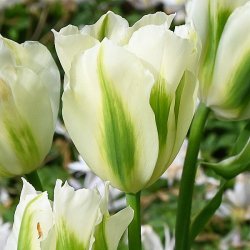 Tulipan 'Spring Green'