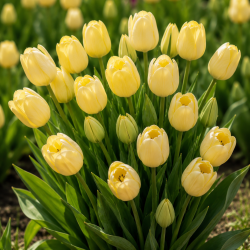 Tulipan 'Sunny Prince'