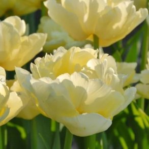Tulipan 'Verona'