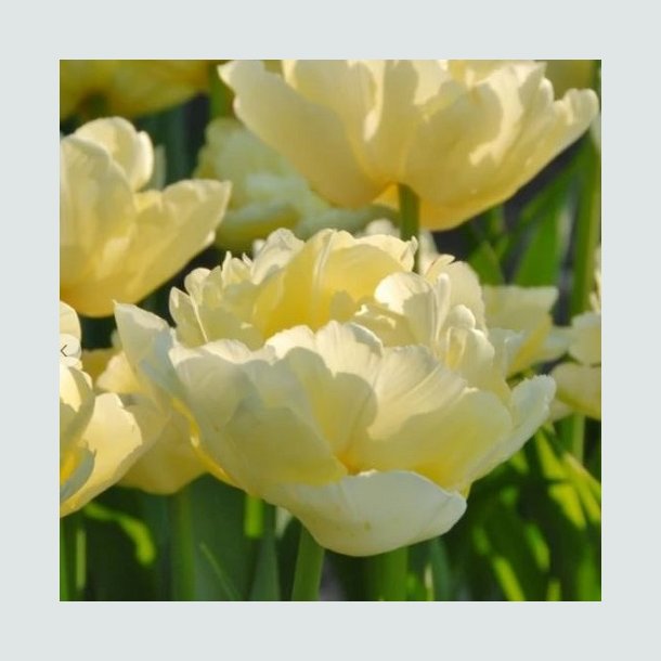 Tulipan 'Verona'