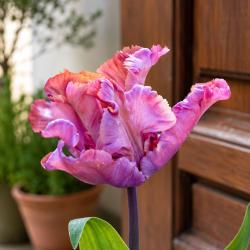 Tulipan 'Vovos'