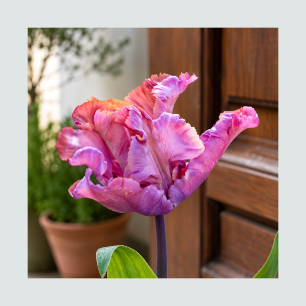 Tulipan 'Vovos'