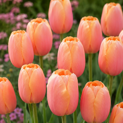 Tulipan 'Menton'