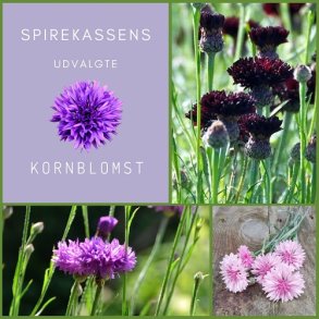 Spirekassens Udvalgte Kornblomst