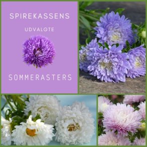 Spirekassens Udvalgte Sommerasters