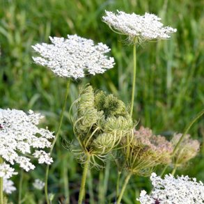 Vild Gulerod - XL - Hjemmehrende 