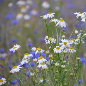 Bestverbuffet- Hjemmehrende