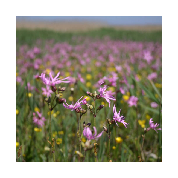 Hjemmehrende blomster fugtig jord - Flerrig